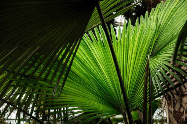 Bright Green Cycad Palm Frond Close-up with Sunlit Sky Background Highlighting Natural Curve and Line Pattern