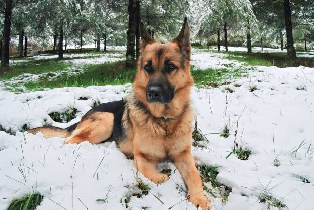 istock The German Shepherd looks majestic 2196493643