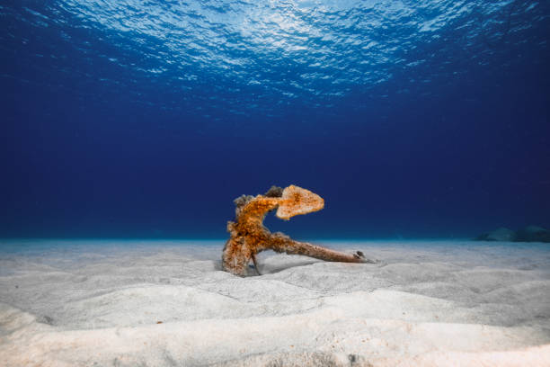 istock An old anchor on the seabed 2196494023
