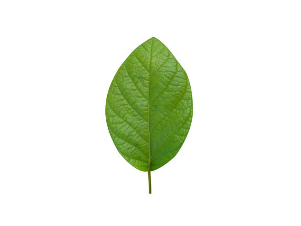 istock Stereospermum or Yellow Snake Tree leaves 2196495530