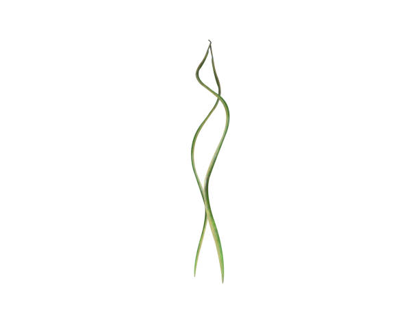 Stereospermum or Yellow Snake Tree green fruits isolated on white background