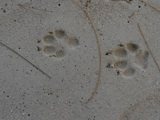istock Top-side view of 2 pawprints in the sand 2196499710