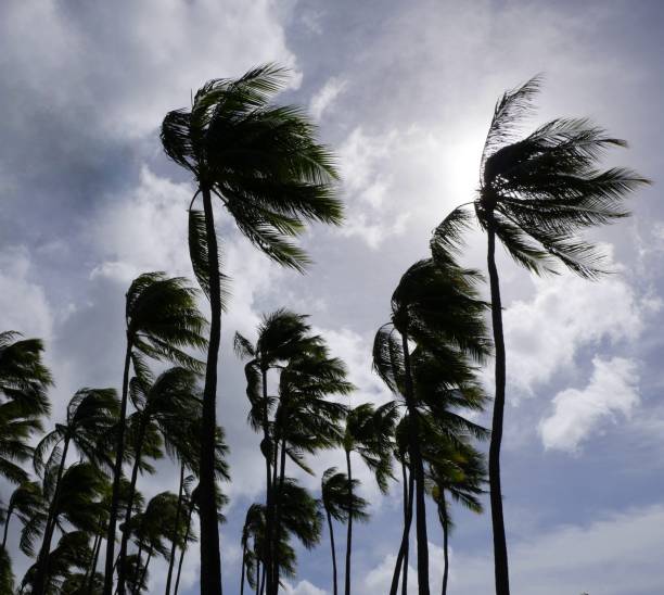 istock Image of talll coconut trees with leaves blowing from strong wind 2196499732