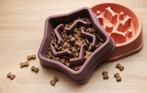 Star shaped slow feeder bowl with dog kibble