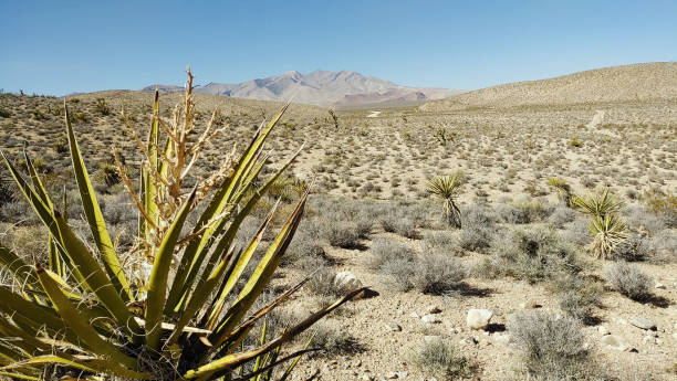 istock Goodsprings Ghost Town in Nevada 2196502516