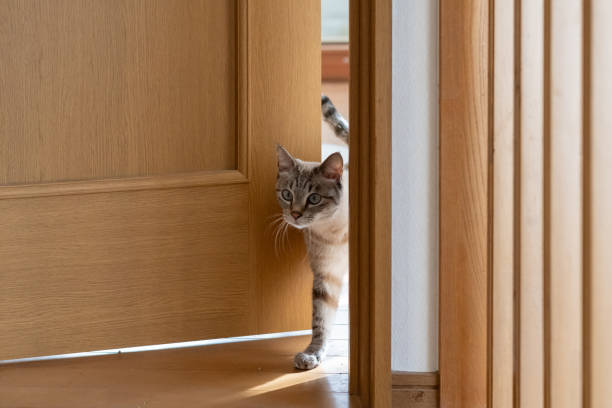 istock A cat passing through a narrow door gap 2196503093