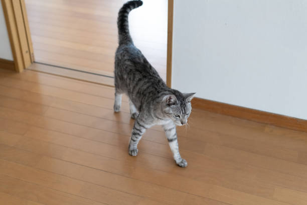 istock Cute cat walking around indoors 2196503256