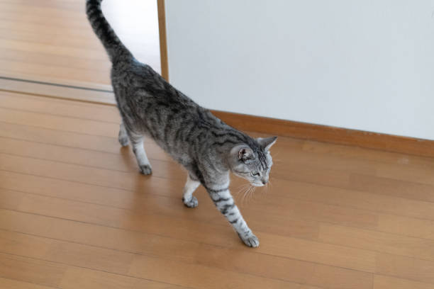 istock Cute cat walking around indoors 2196503262