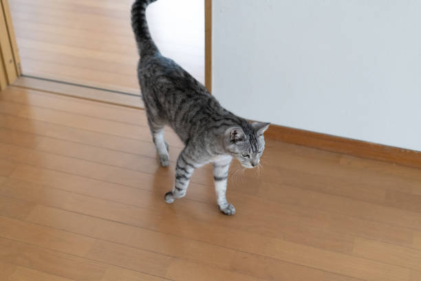 istock Cute cat walking around indoors 2196503264