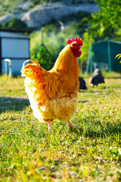 istock Bright orange chicken walks across grassy field under clear blue sky in rural setting 2196504658
