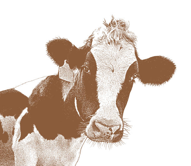istock Close up of cute cow face 2196505296