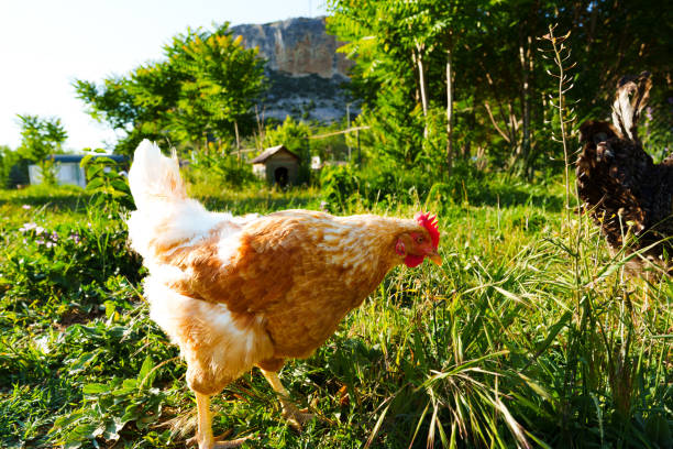 A brown chicken searches for food in a vibrant green garden filled with plants and grass, set against a rocky hill under clear blue skies on a sunny day.