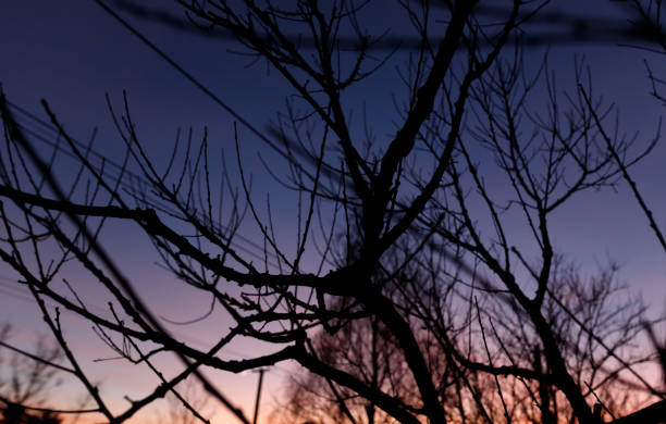 istock A tree with branches silhouetted against a purple sky 2196506194