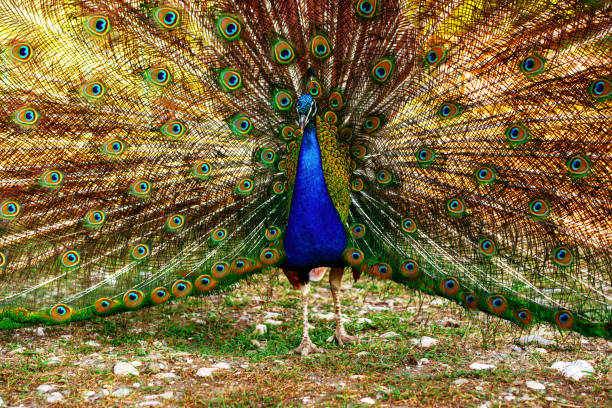istock Vibrant peacock displaying its colorful plumage in a natural setting on a sunny day 2196506501