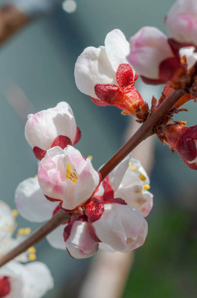 istock Delicate apricot blossoms on a tree branch in full bloom during a sunny spring day. 2196506710