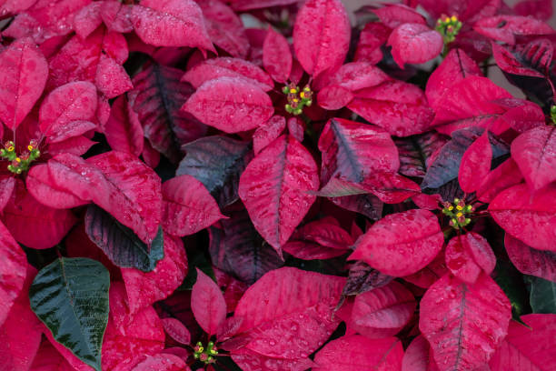 istock Backgrounds, Blossom, Bright, Celebration, Christmas 2196507031