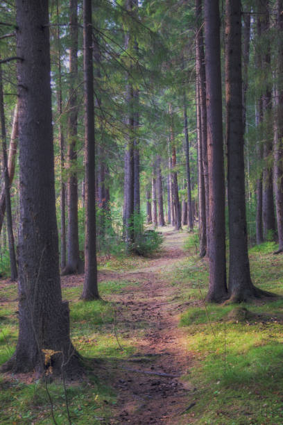 istock Forest closeup, beautiful summer landscape, sunlight shines through branches, trees with shadows travel destination scenic. 2196507352