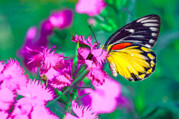 Close-Up Of Butterfly Pollinating On Pink Flower