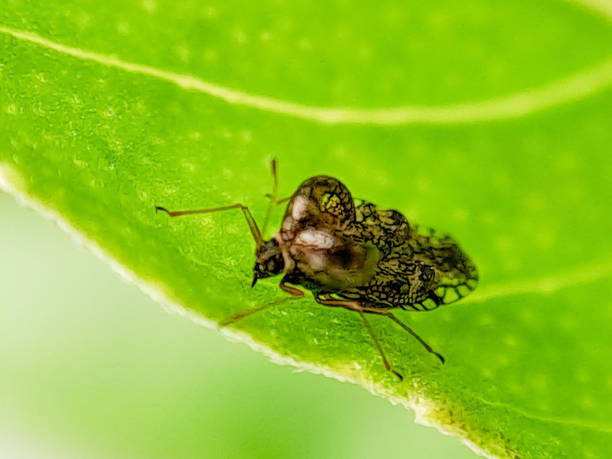 istock Macro photograph of a tiny, intricately patterned lace bug crawling on a green leaf. Perfect for nature photography 2196508996