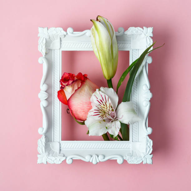 istock White baroque frame with rose, lily bud, and alstroemeria on pink, revealing a refined spring concept with subtle romantic flair and softness. 2196509152