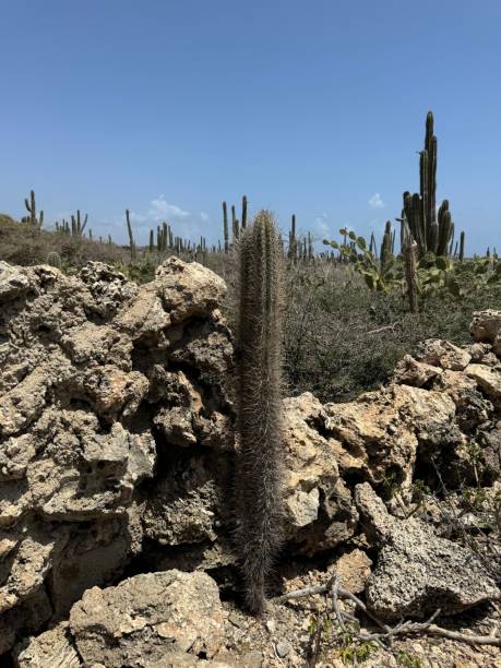 istock Desert landscape with cactus and rocks. 2196510770
