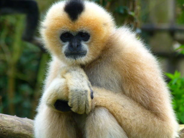 Gabrielle's Gibbon