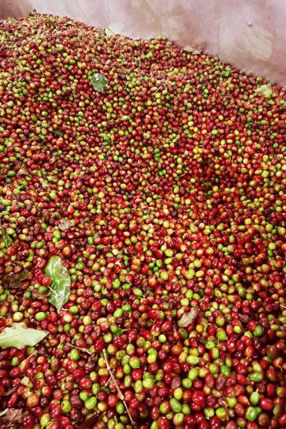 istock close up of fresh coffee beans 2196511908