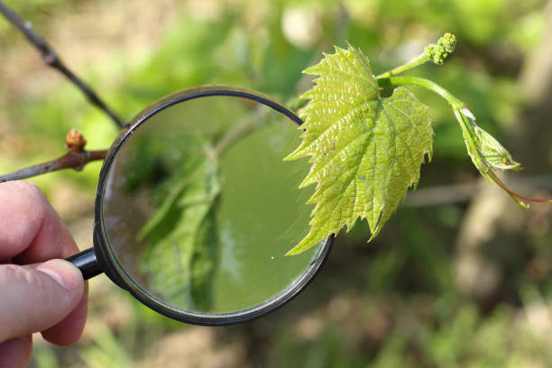 magnifying glass in hand of gardener against background of grape shoots