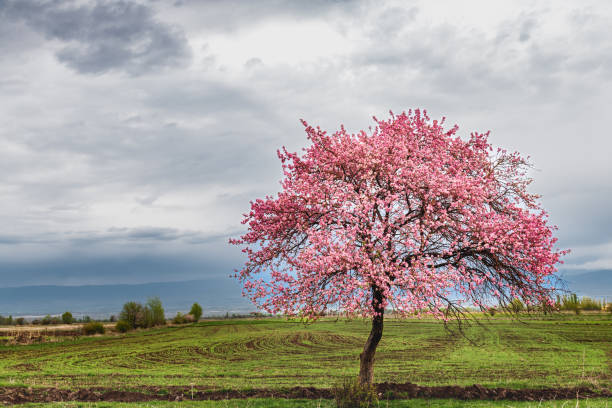 istock Lonely flowering tree in spring in a mountain valley. Cloudy sky over mountains. 2196515338