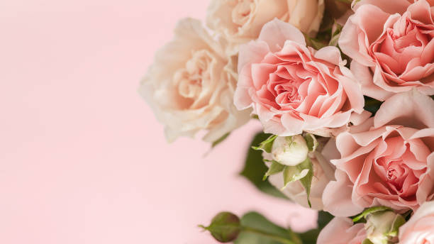 istock Pink roses on a pink background. Greeting card. 2196515386