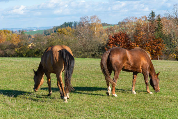 istock Horses on a pasture during autumn 2196515469