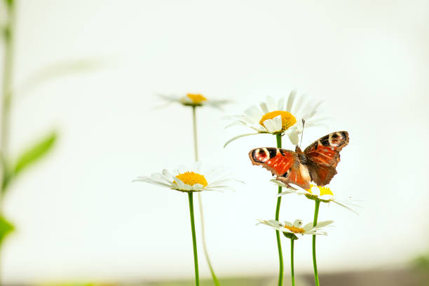 istock floral light background with a butterfly. daisies and a butterfly on a very light background. copy space 2196516625