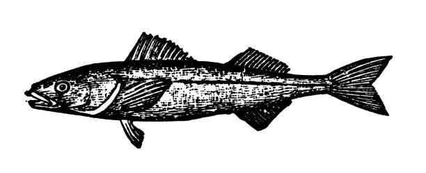 istock Black Candlefish, Beshow, Anoplopoma fimbria 2196518836