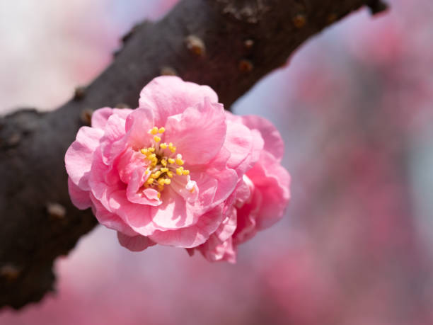 istock Spring blooming mountain peach blossoms plum blossoms cherry blossoms bees collecting nectar 2196519255