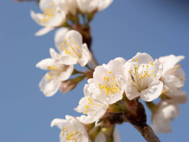 istock Spring blooming mountain peach blossoms plum blossoms cherry blossoms bees collecting nectar 2196519322
