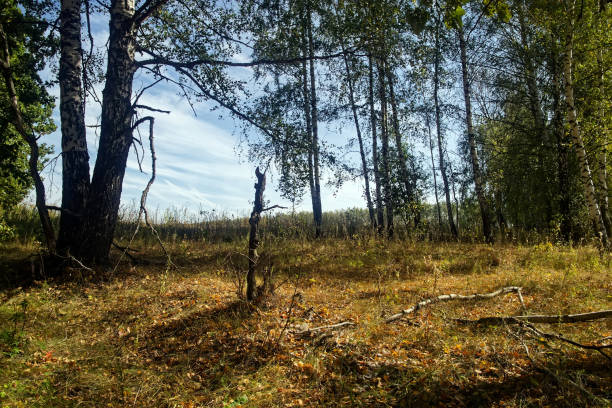 Mixed Grove on a Clear Day in Early Autumn, Russia