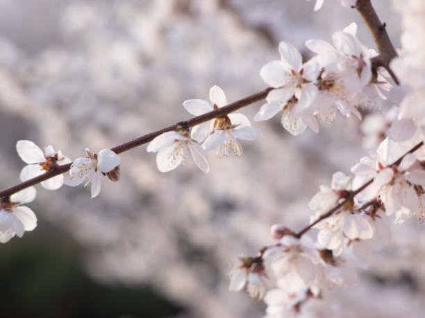 istock Spring blooming mountain peach blossoms plum blossoms cherry blossoms bees collecting nectar 2196522562