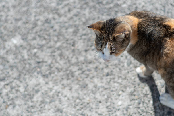 A cute calico cat relaxing on the embankment