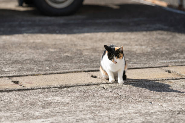 istock A cute calico cat relaxing on the embankment 2196522804