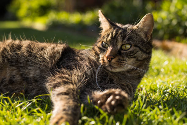 istock Pretty tabby cat lying in the grass and looking to the left 2196523025