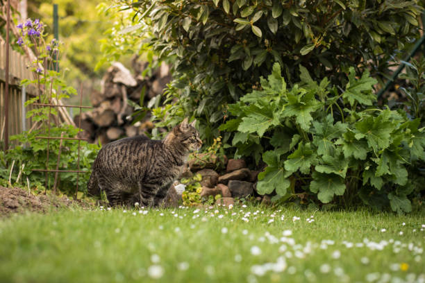 istock Cute tabby cat in the garden and observes 2196523064