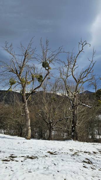 istock Winter landscape in a mountain village 2196523929