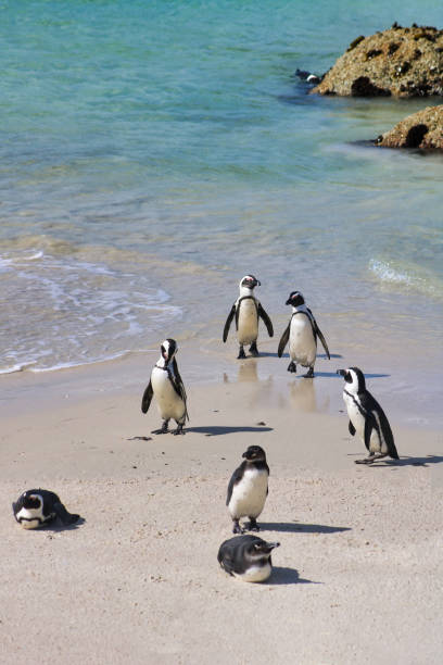 Three-quarter body and side view head of penguin walking in sea foam water towards sand beach.