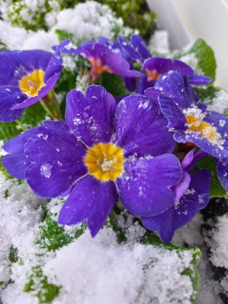 istock Flowers in the snow 2196525081