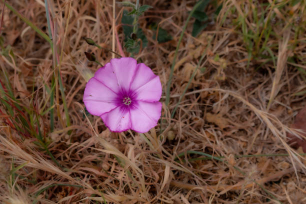 istock Convolvulus blossom, Madeira, Portugal 2196527071