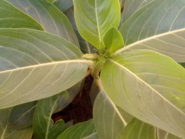The new vinca leaf emerges with a lighter green shade and a soft texture, contrasting with the mature leaves. Its growth reflects the plant’s vitality, constantly renewing itself. Each new leaf symbolizes the adaptation and resilience of the species.