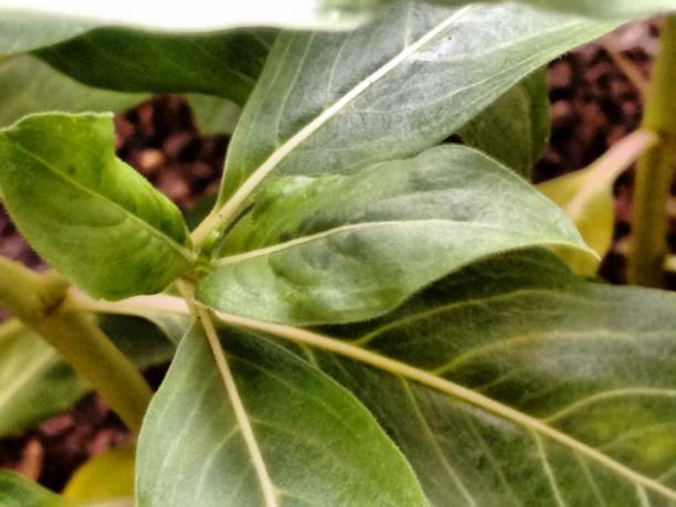 istock The new vinca leaf emerges with a lighter green shade and a soft texture, contrasting with the mature leaves. Its growth reflects the plant’s vitality, constantly renewing itself. Each new leaf symbolizes the adaptation and resilience of the species. 2196528075
