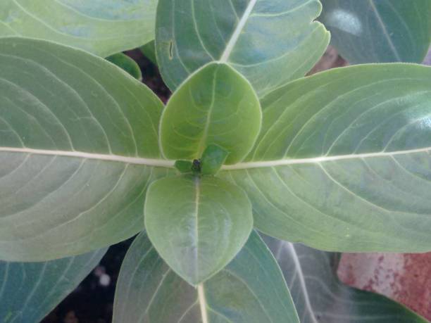 istock The new vinca leaf emerges with a lighter green shade and a soft texture, contrasting with the mature leaves. Its growth reflects the plant’s vitality, constantly renewing itself. Each new leaf symbolizes the adaptation and resilience of the species. 2196528089