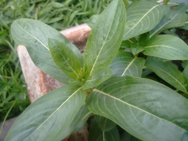 istock The new vinca leaf emerges with a lighter green shade and a soft texture, contrasting with the mature leaves. Its growth reflects the plant’s vitality, constantly renewing itself. Each new leaf symbolizes the adaptation and resilience of the species. 2196528090