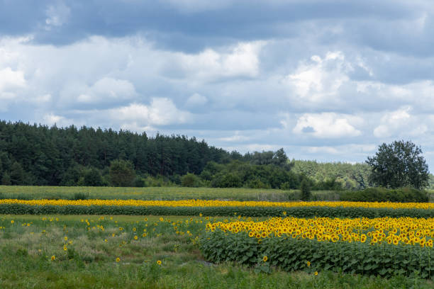 Scenic view showcasing a vibrant sunflower field stretching towards a lush forest, all under a dramatic, cloud filled sky
